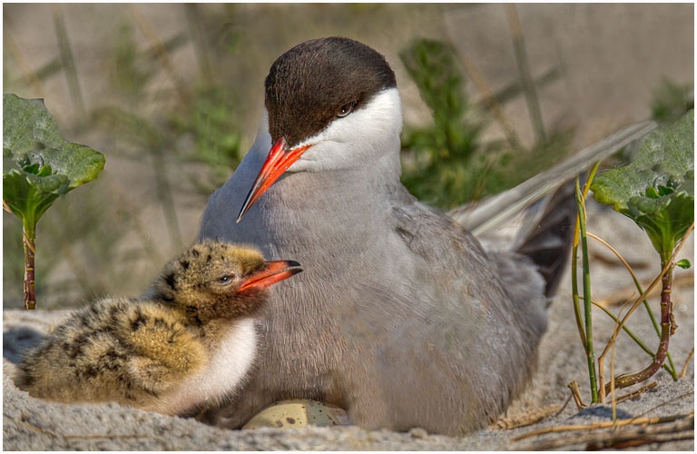 Common tern no 23  with chick and on egg pres s